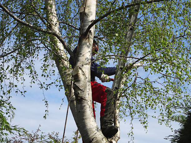 Trusted Pekin, IL Tree Care Experts